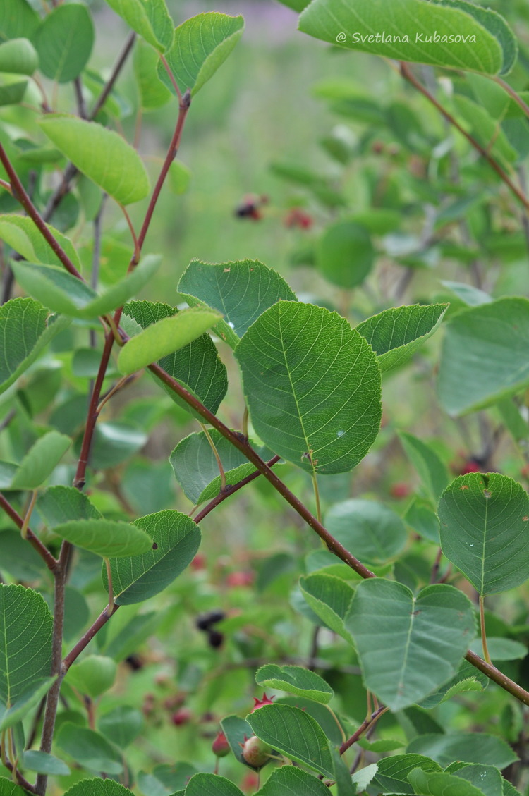 Изображение особи Amelanchier spicata.