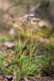 Dianthus borussicus. Цветущее растение. Ленинградская обл., Лужский р-н, окр. оз. Лебевое, сосновый бор. 17.08.2019.