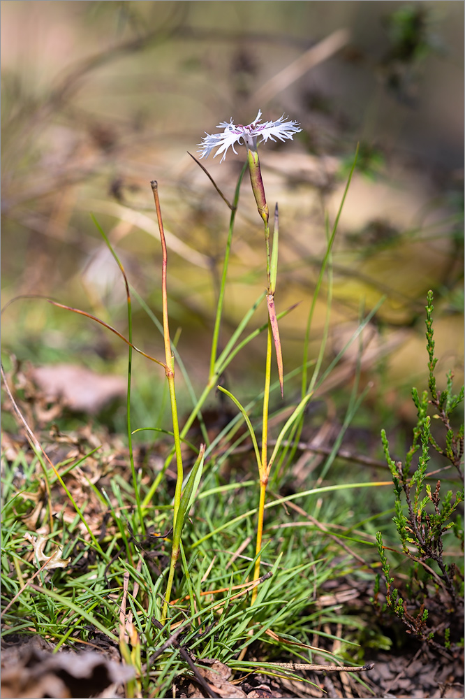 Image of Dianthus borussicus specimen.