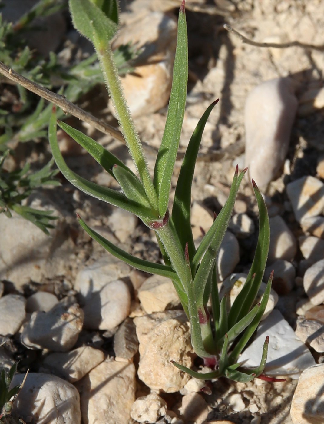 Image of Pleconax coniflora specimen.