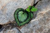 Cyclamen graecum