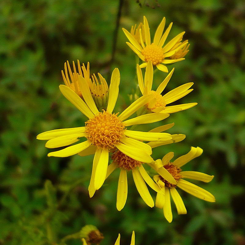 Изображение особи Senecio jacobaea.