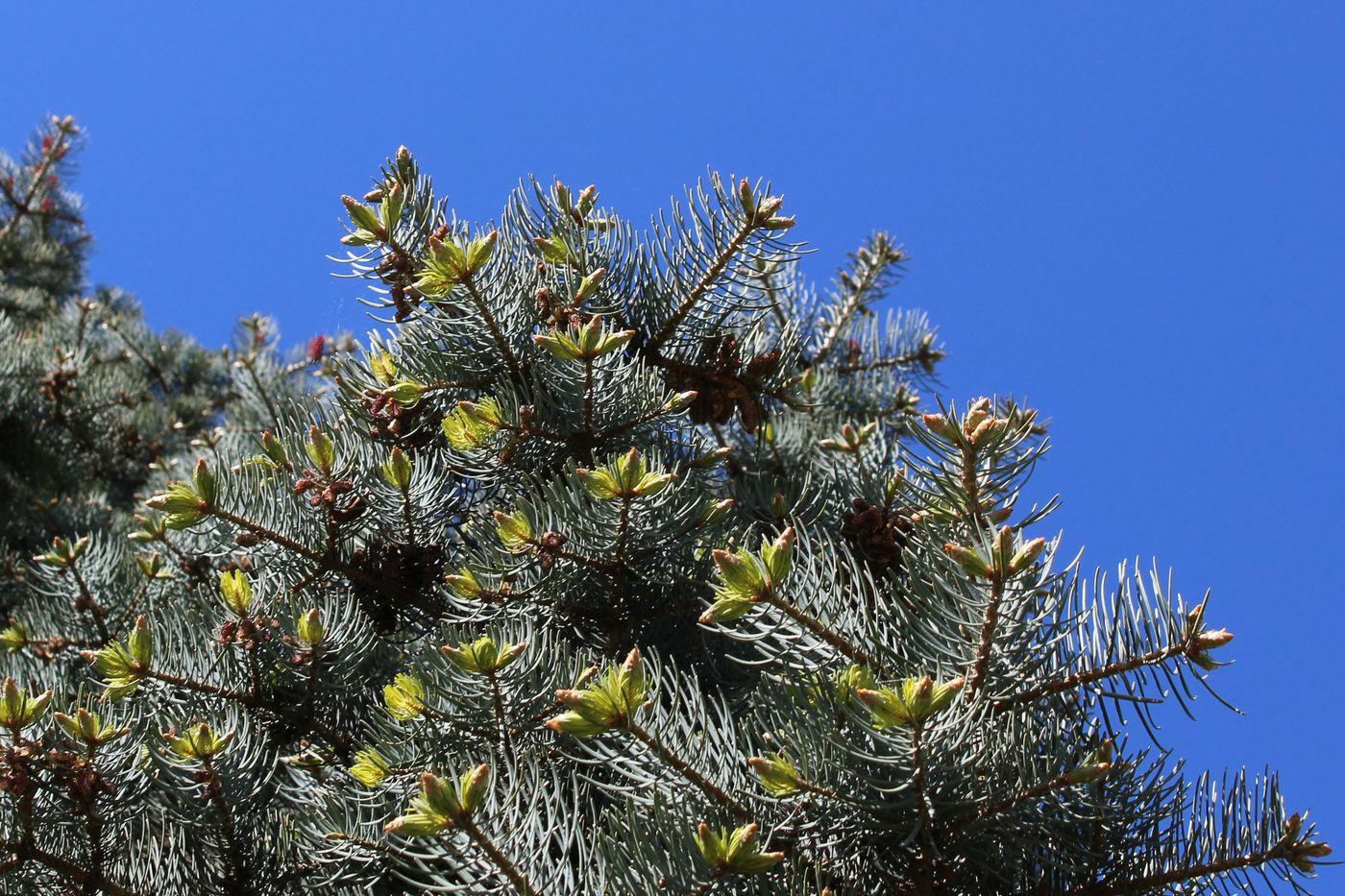 Image of Abies concolor specimen.