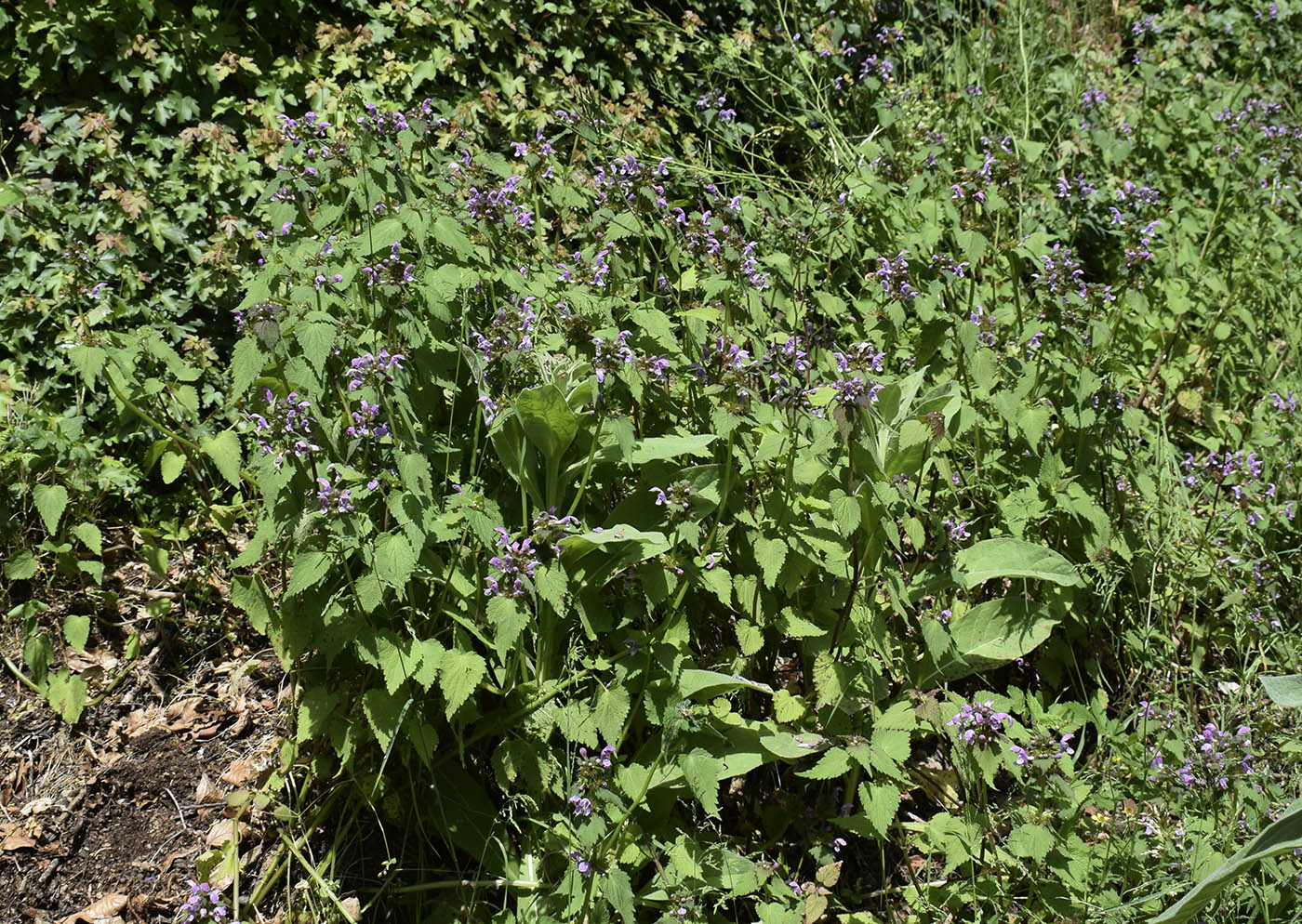 Image of Lamium maculatum specimen.