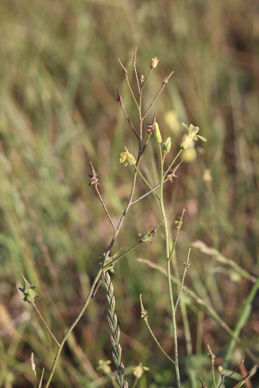 Image of Bunias erucago specimen.