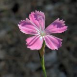 род Dianthus