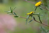 Pallenis spinosa