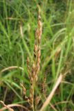 Sorghum halepense. Часть соплодия. Крым, Севастополь, окр. ст. Инкерман-2, обочина дороги. 2 сентября 2010 г.