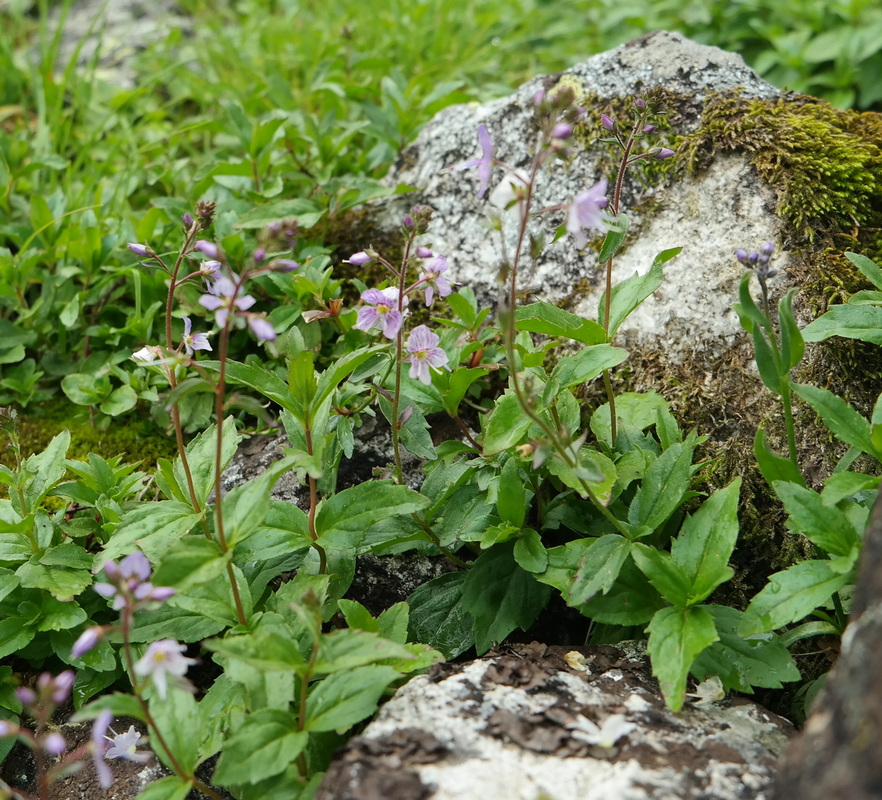 Image of Veronica monticola specimen.