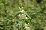 Lamium album. Соцветие. Республика Алтай, Усть-Коксинский р-н, окр. урочища Маральник 3, обочина грунтовой дороги рядом с лугом. 28.07.2020.
