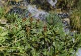 Rhododendron ferrugineum. Верхушка плодоносящего растения. Испания, автономное сообщество Каталония, провинция Жирона, комарка Рипольес, муниципалитет Сеткасес, окр. курорта \"Вальтер 2000\", ≈1950 м н.у.м., берег горного ручья. 20.08.2020.