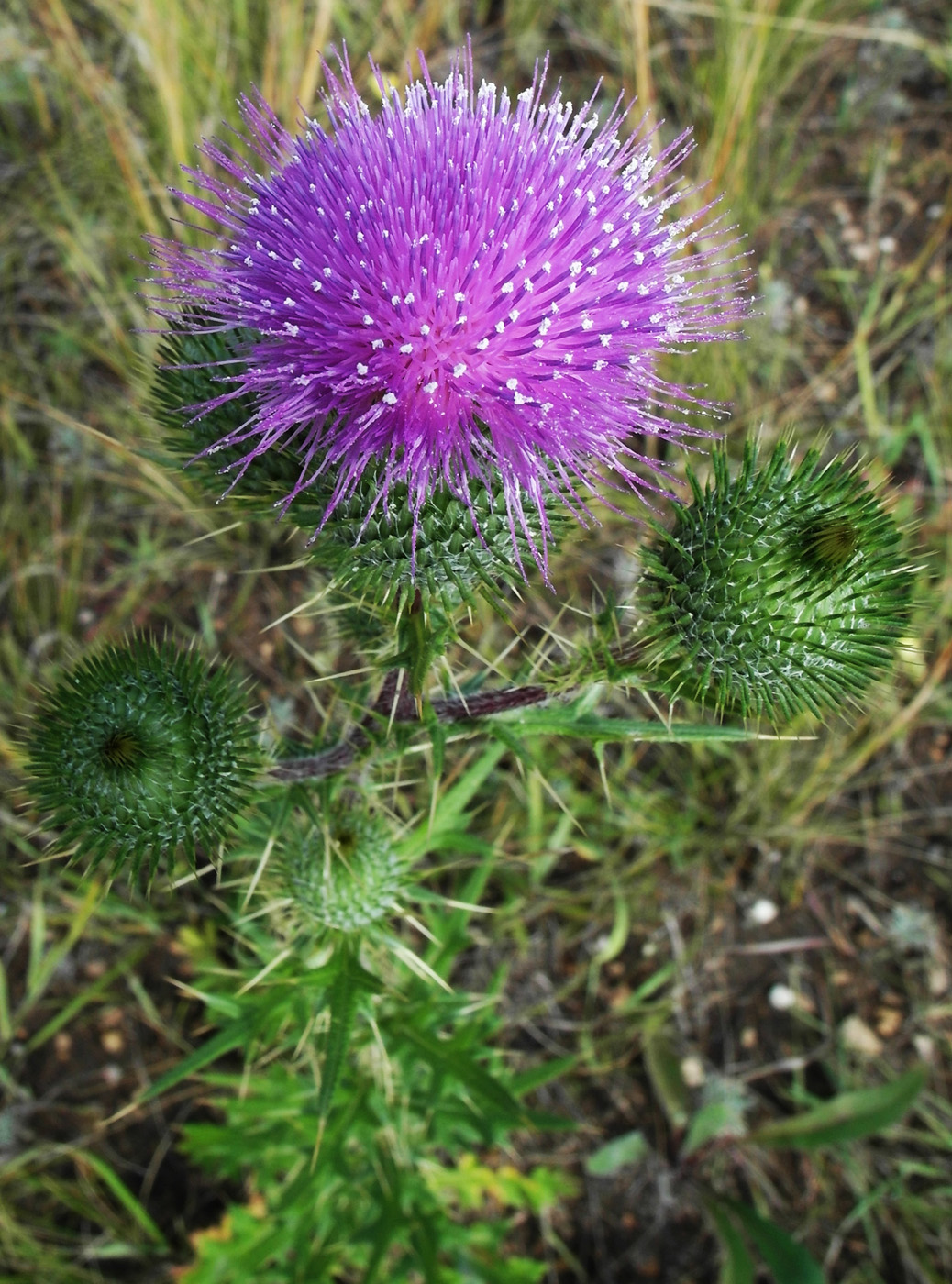 Изображение особи Cirsium vulgare.