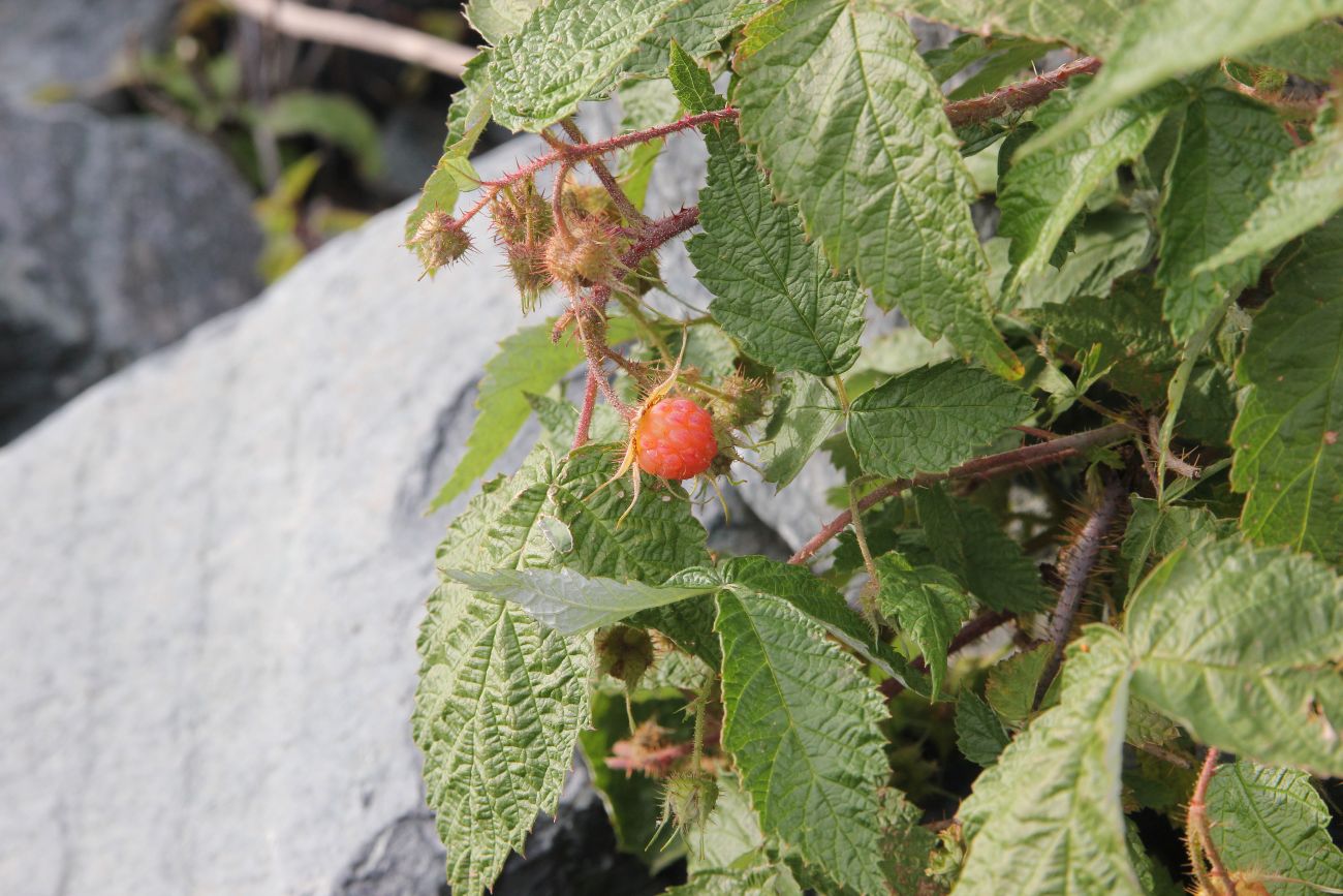 Изображение особи Rubus matsumuranus.