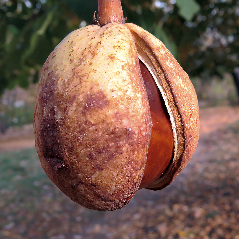 Image of Aesculus hippocastanum specimen.