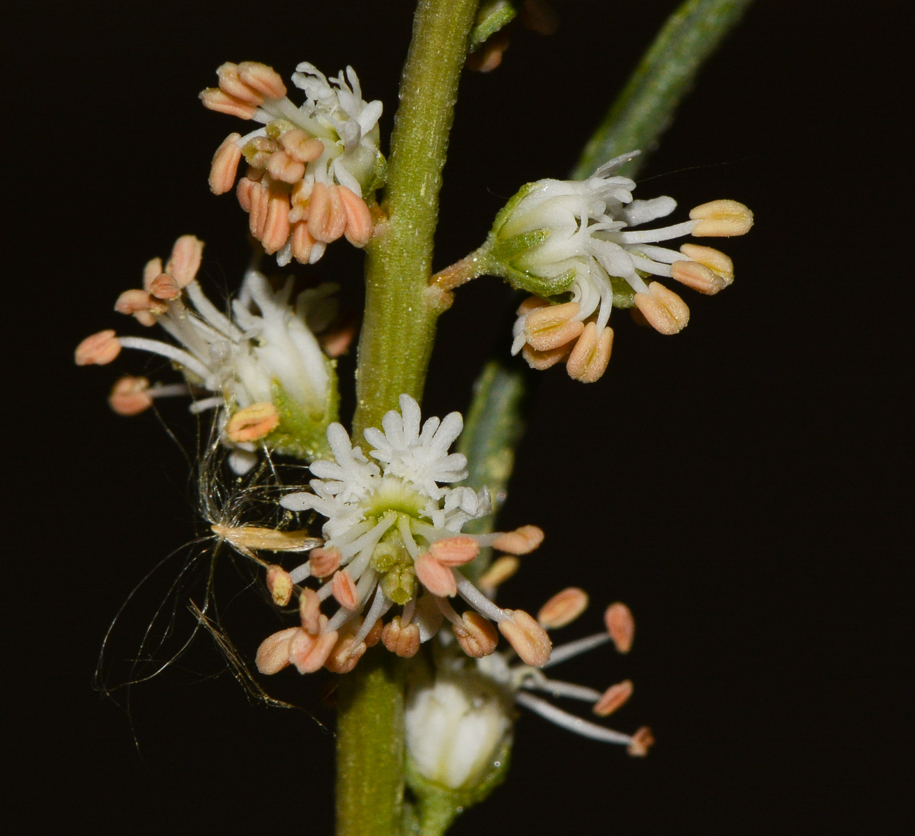 Image of Reseda muricata specimen.