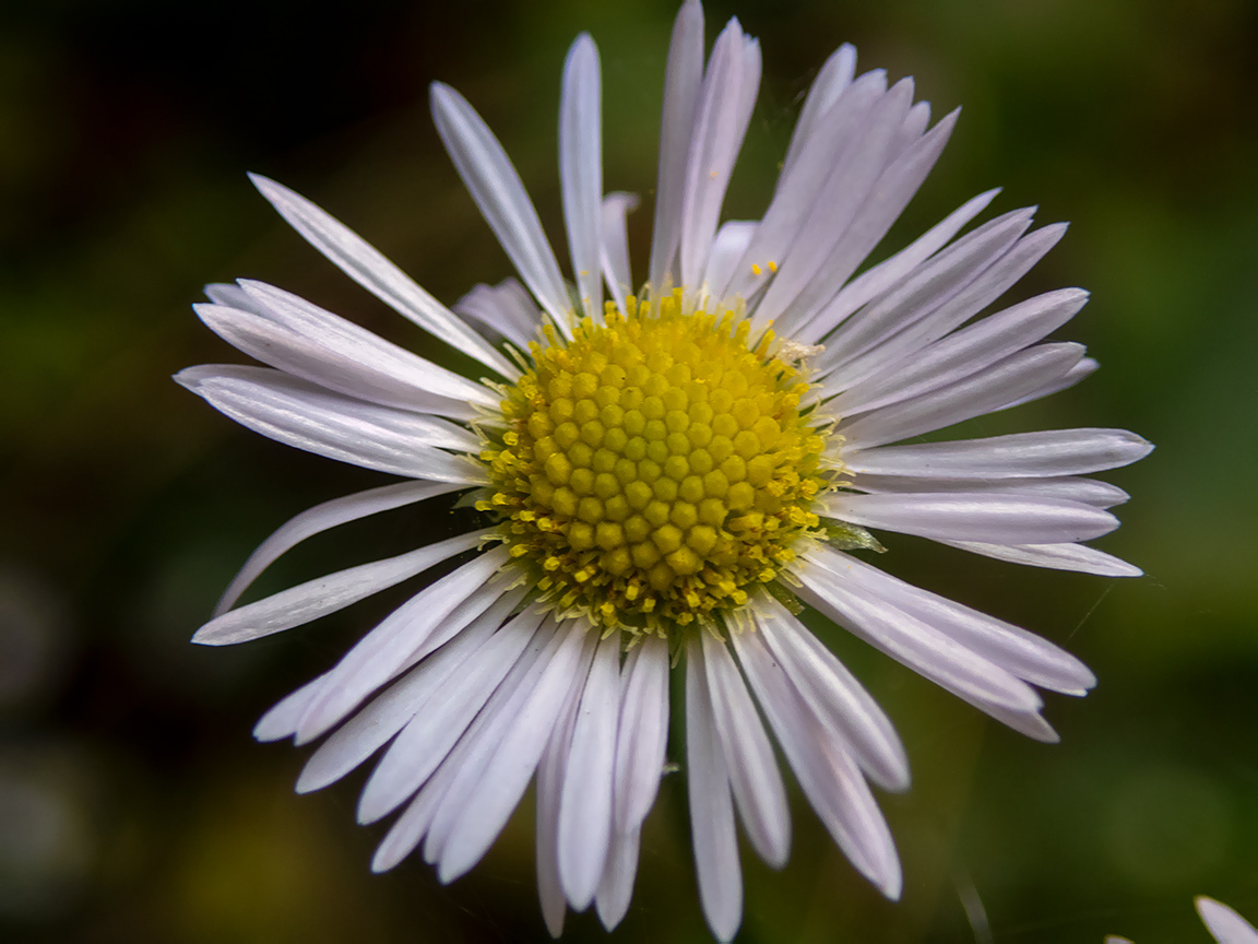 Изображение особи Erigeron annuus.