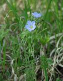 Linum baicalense