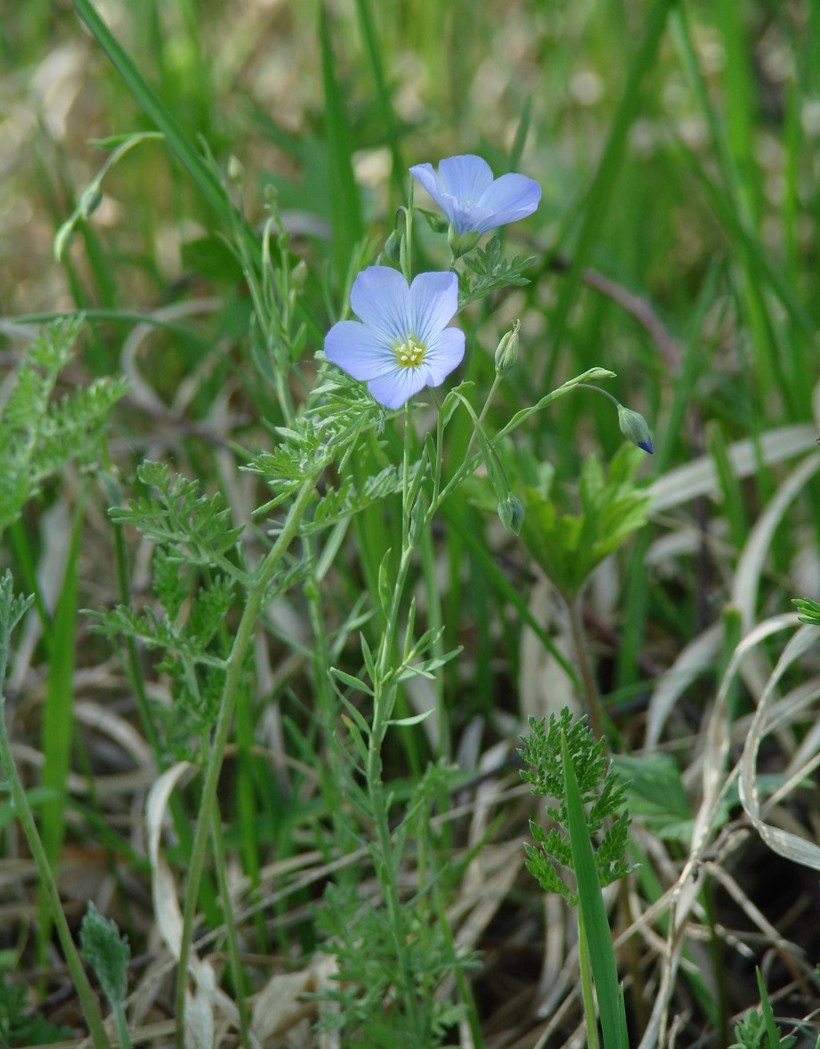 Изображение особи Linum baicalense.