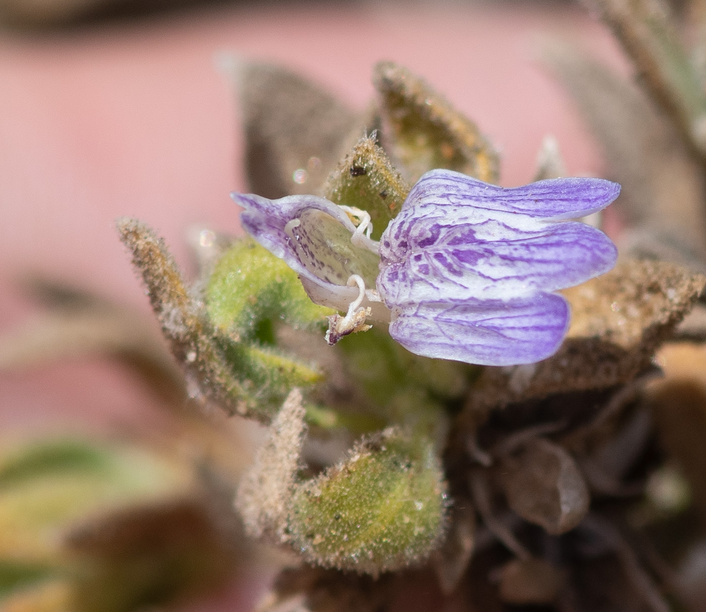 Изображение особи Justicia cleomoides.