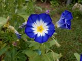 Convolvulus tricolor. Верхушка цветущего побега. Тверская обл., Весьегонск, в культуре. 30 июля 2020 г.