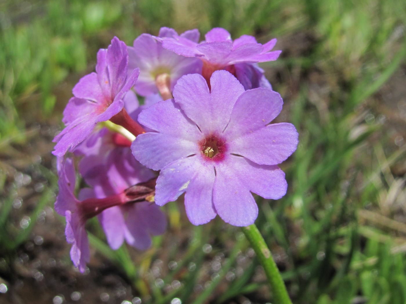 Изображение особи Primula auriculata.