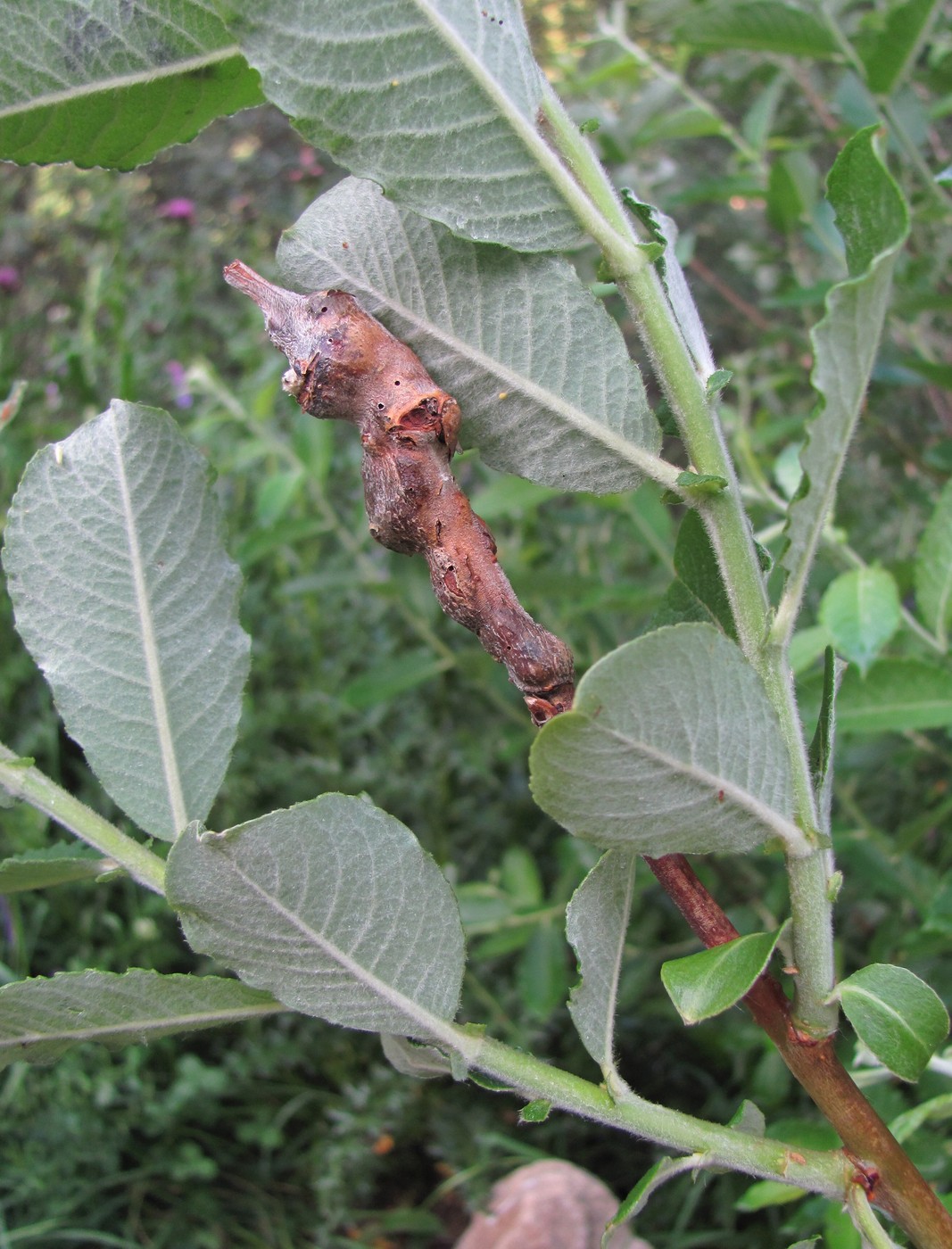 Изображение особи Salix pseudomedemii.