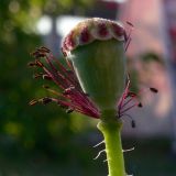 Papaver rhoeas. Завязавшийся плод. Польша, Любушское воеводство, Мендзыжечкий повят, г. Тшцель, АЗС. 07.07.2010.