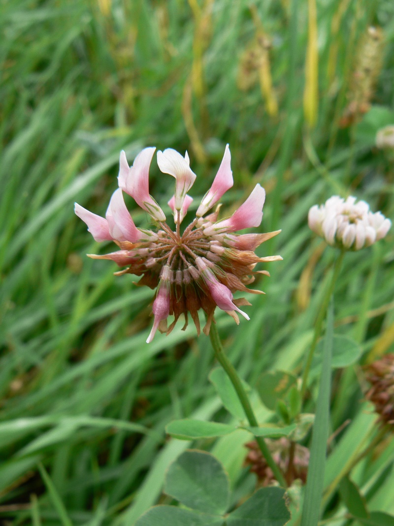 Image of Trifolium hybridum specimen.