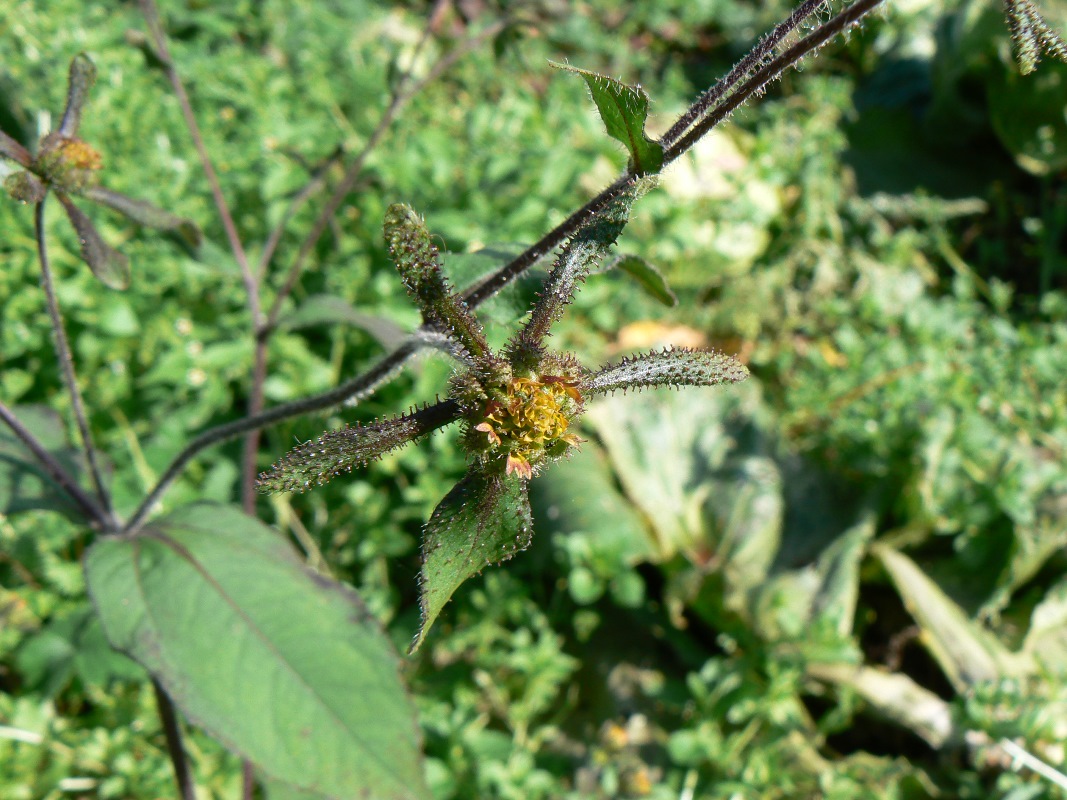 Image of Sigesbeckia orientalis specimen.