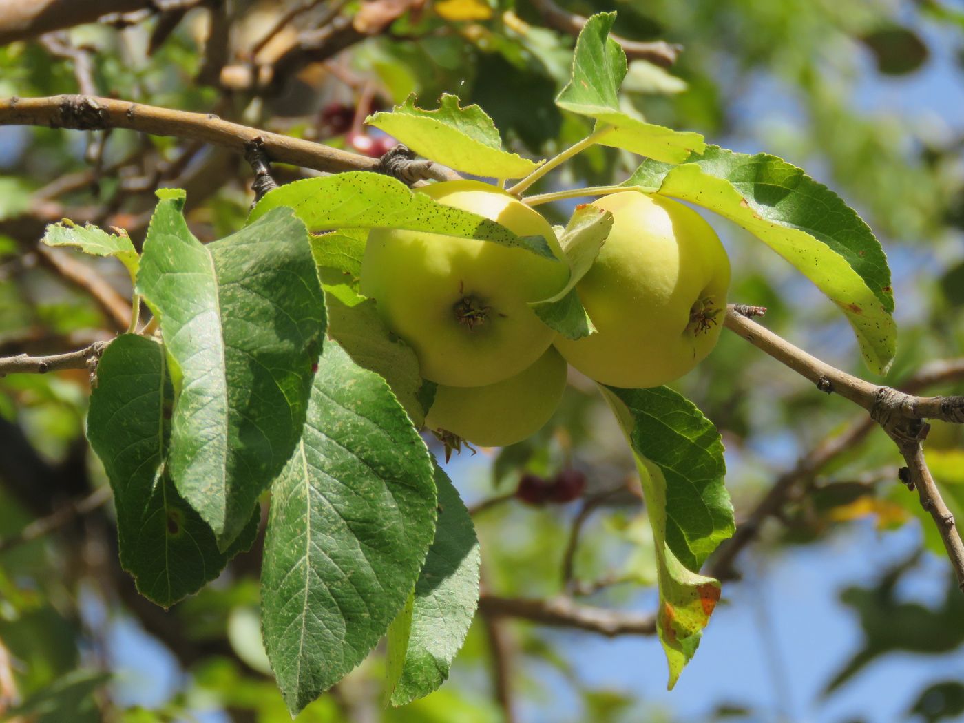 Image of Malus sieversii specimen.