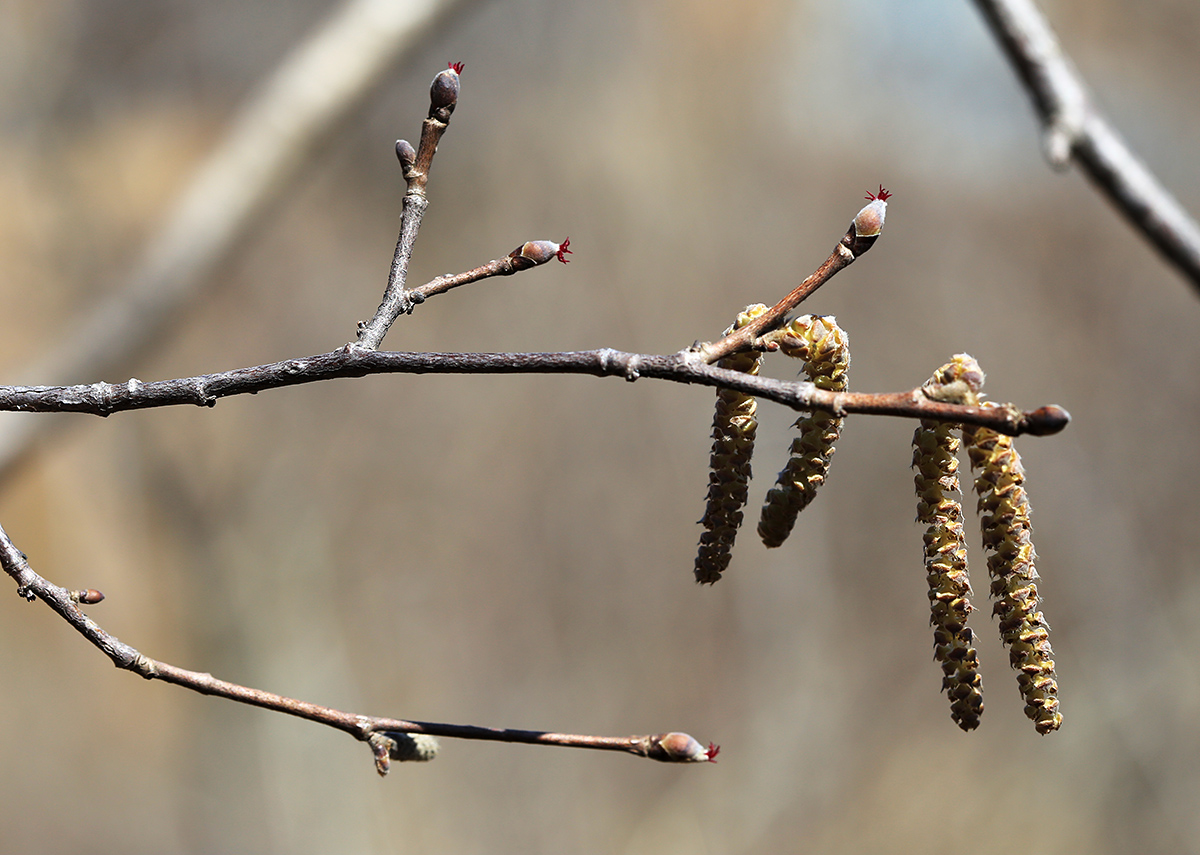 Изображение особи Corylus mandshurica.