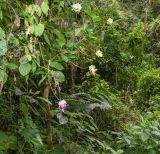 Cobaea scandens