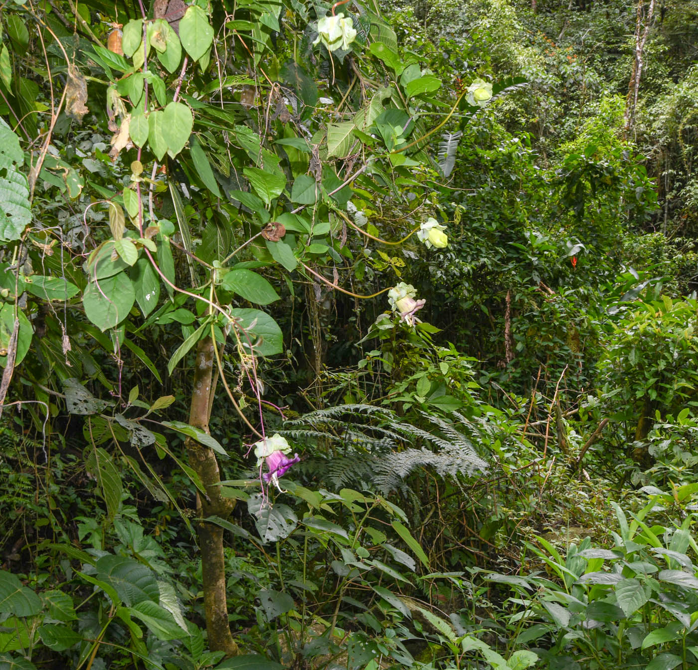 Image of Cobaea scandens specimen.