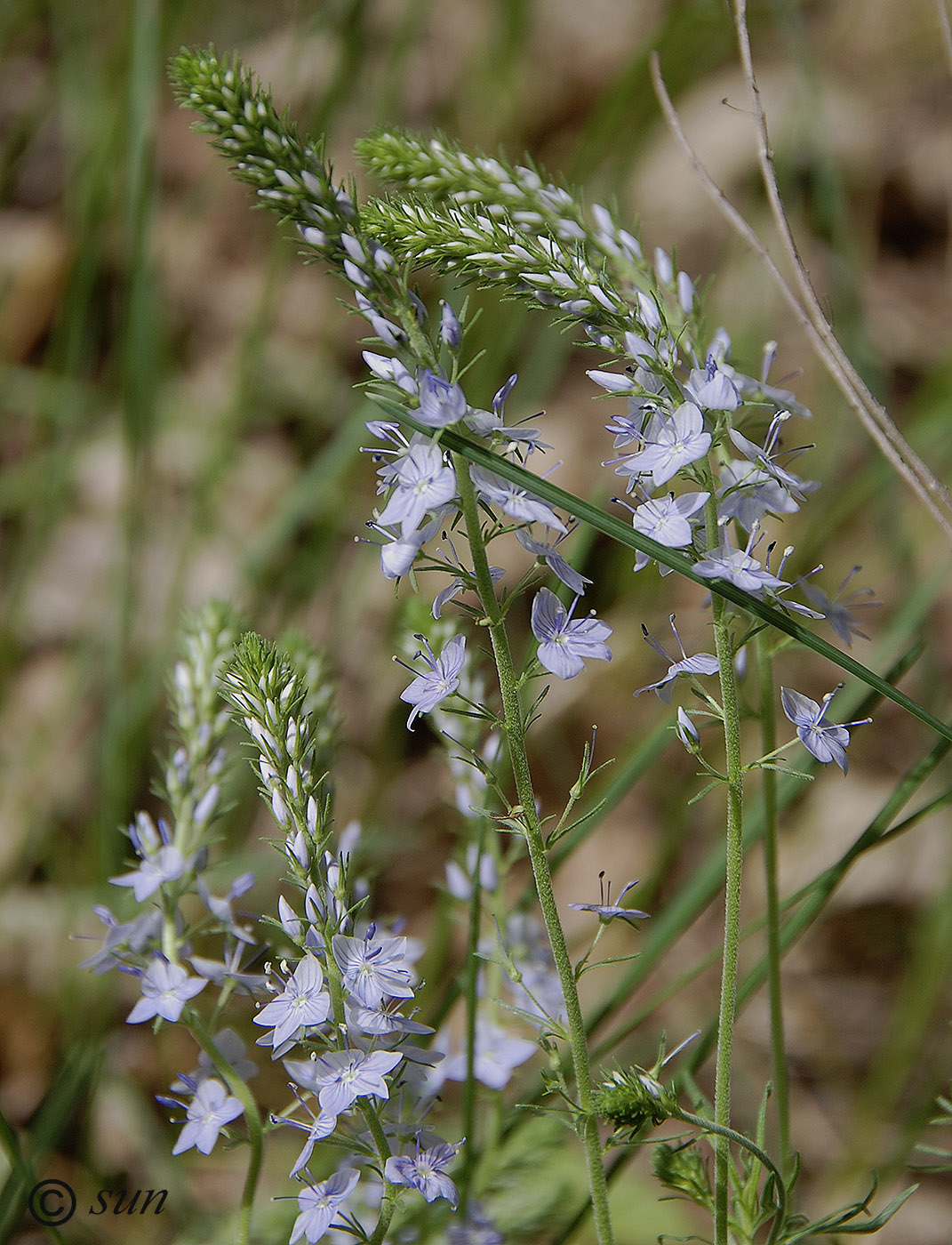 Image of Veronica jacquinii specimen.