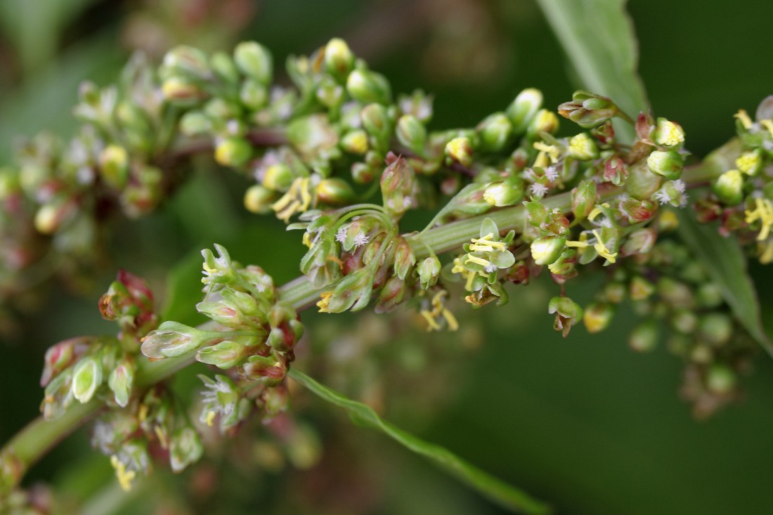 Image of Rumex obtusifolius specimen.