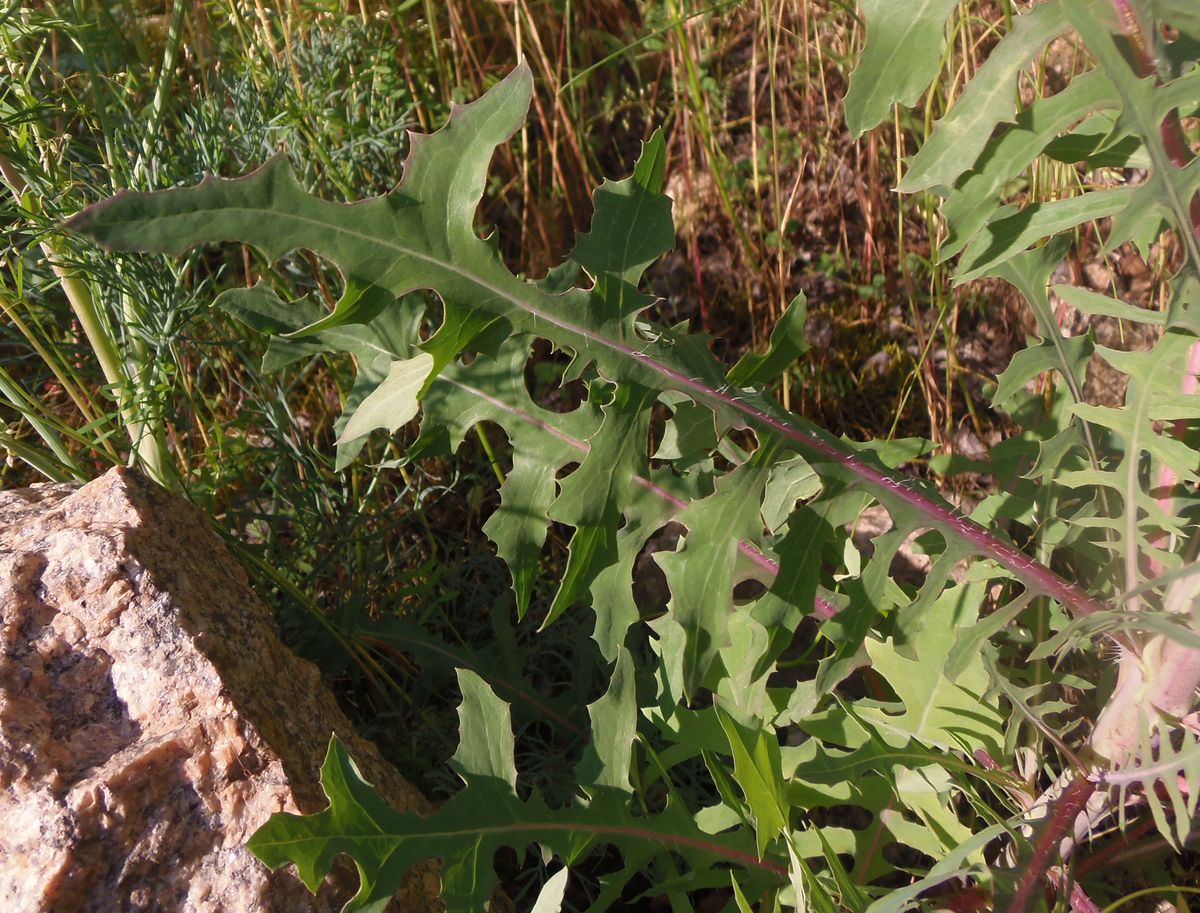 Image of Scariola viminea specimen.