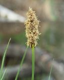 Carex appropinquata