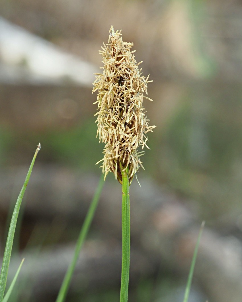 Изображение особи Carex appropinquata.