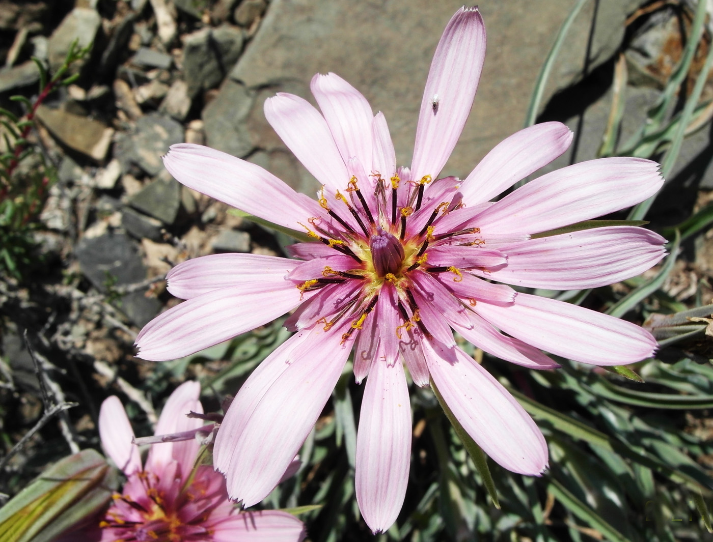 Изображение особи Tragopogon marginifolius.