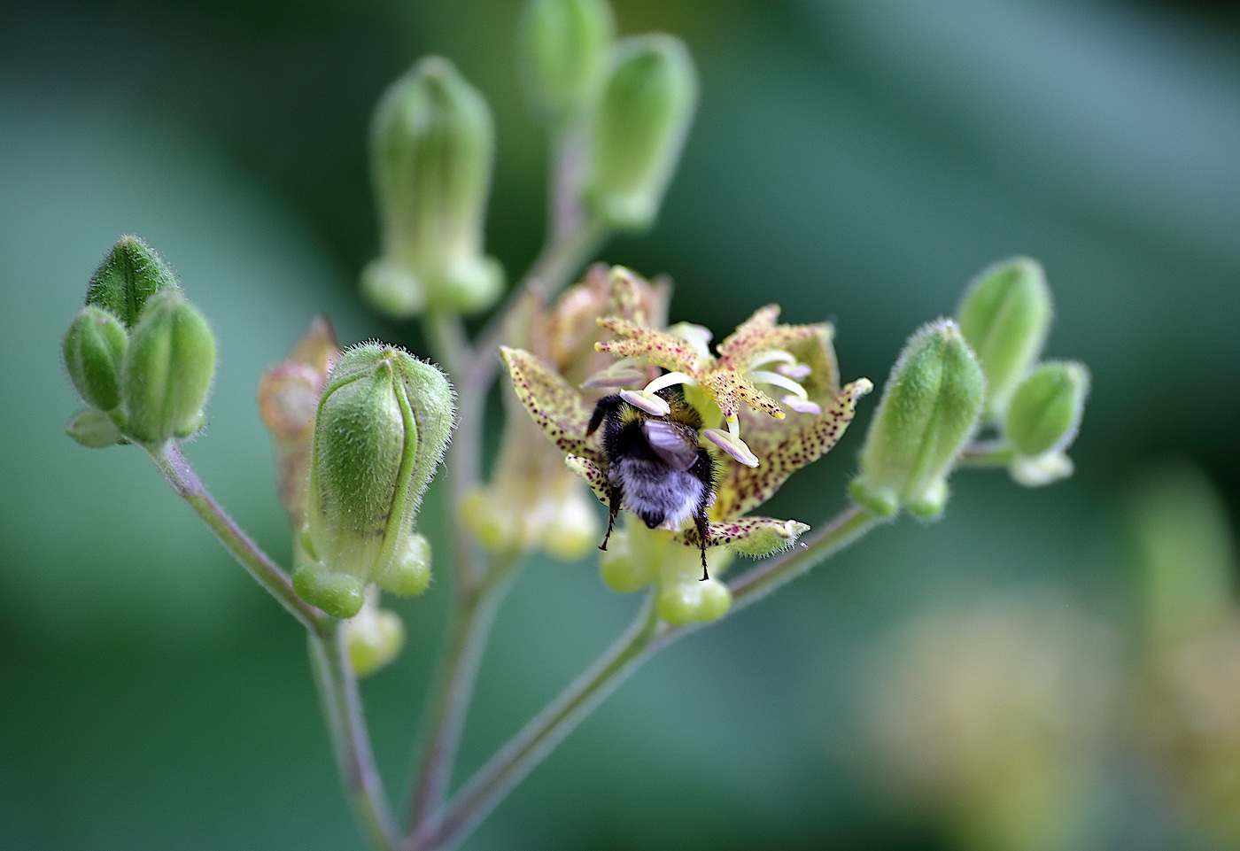 Image of Tricyrtis latifolia specimen.