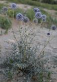 Echinops orientalis. Цветущее растение. Казахстан, г. Актау, морское побережье. 21 июня 2021 г.