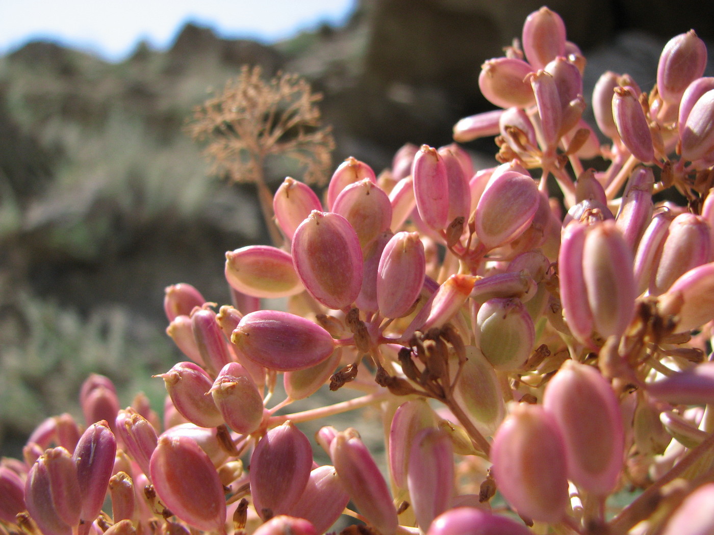 Image of Ferula persica specimen.