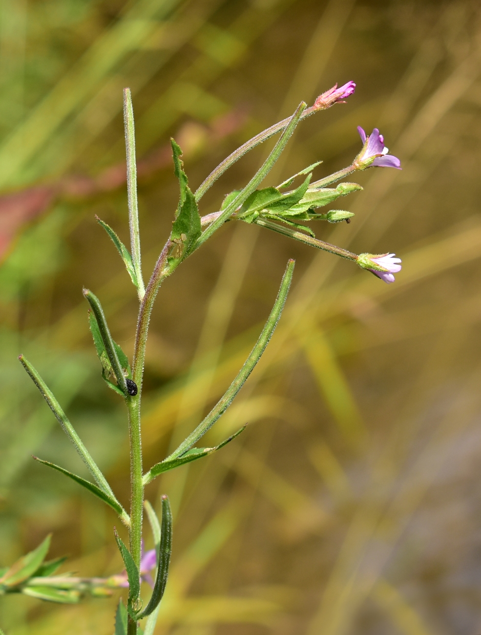 Изображение особи род Epilobium.