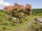 Cotinus coggygria. Плодоносящее растение. Краснодарский край, Крымский р-н, окр. станицы Неберджаевская, ур. Темрючки, старый заброшенный мергелевый карьер, на отвале грунта. 14.06.2021.