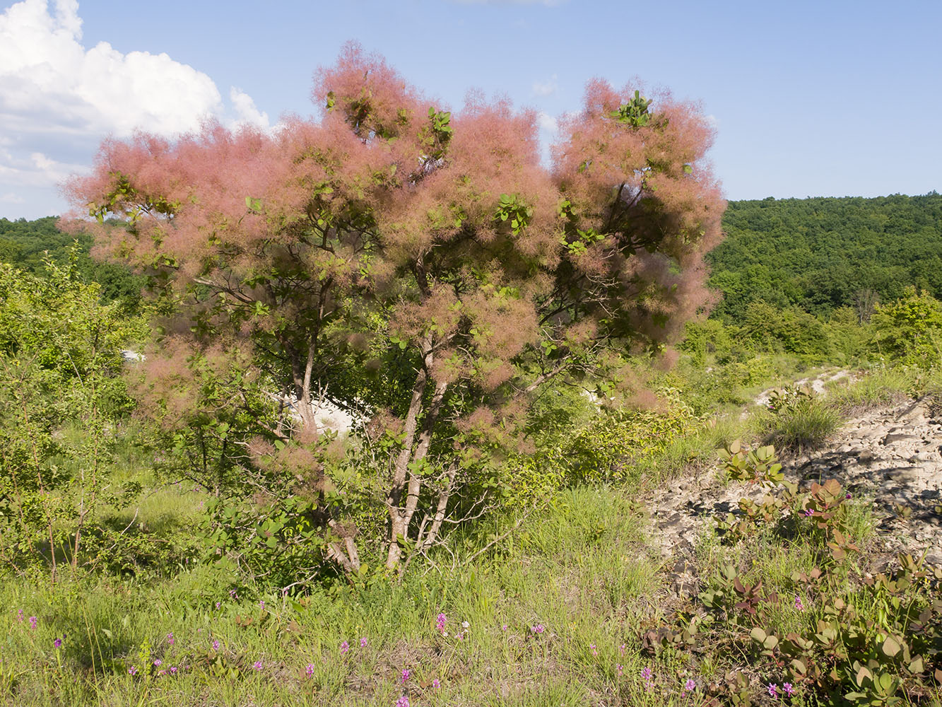 Image of Cotinus coggygria specimen.