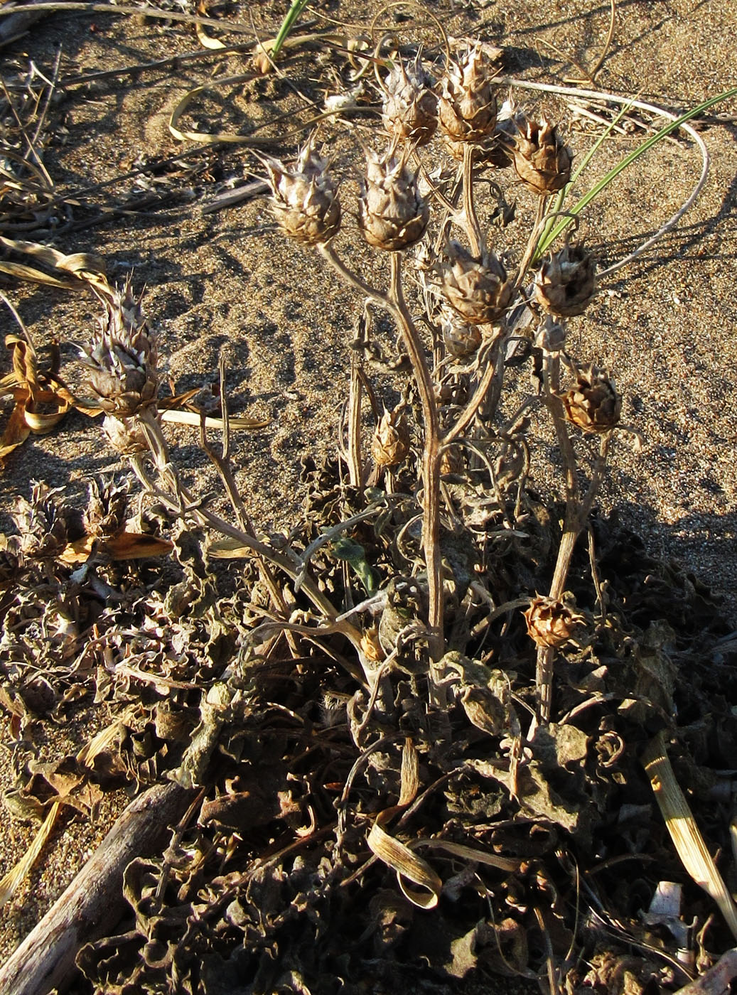 Image of genus Centaurea specimen.