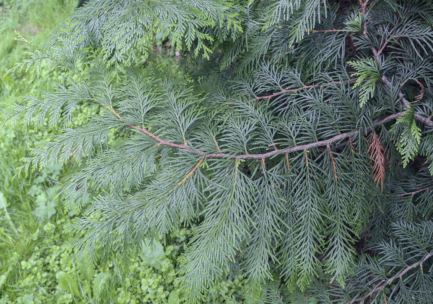 Image of Chamaecyparis lawsoniana specimen.