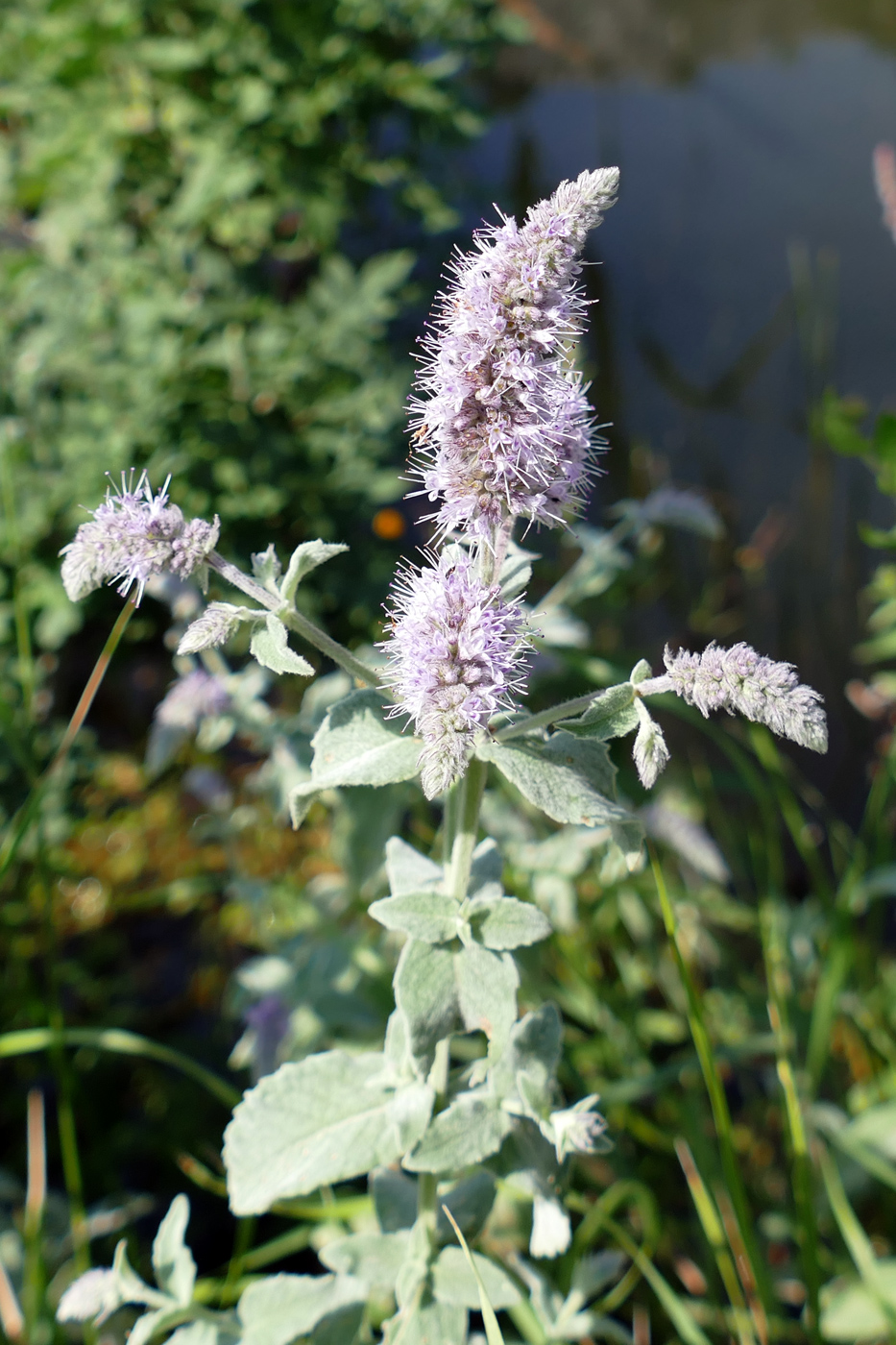 Изображение особи Mentha longifolia.