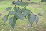 Betula utilis var. jacquemontii