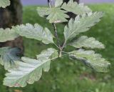 Sorbus hybrida